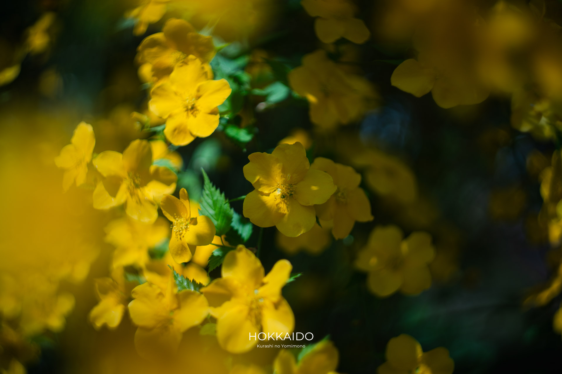 北海道大学植物園 Botanical garden of Hokkaido University 画像8
