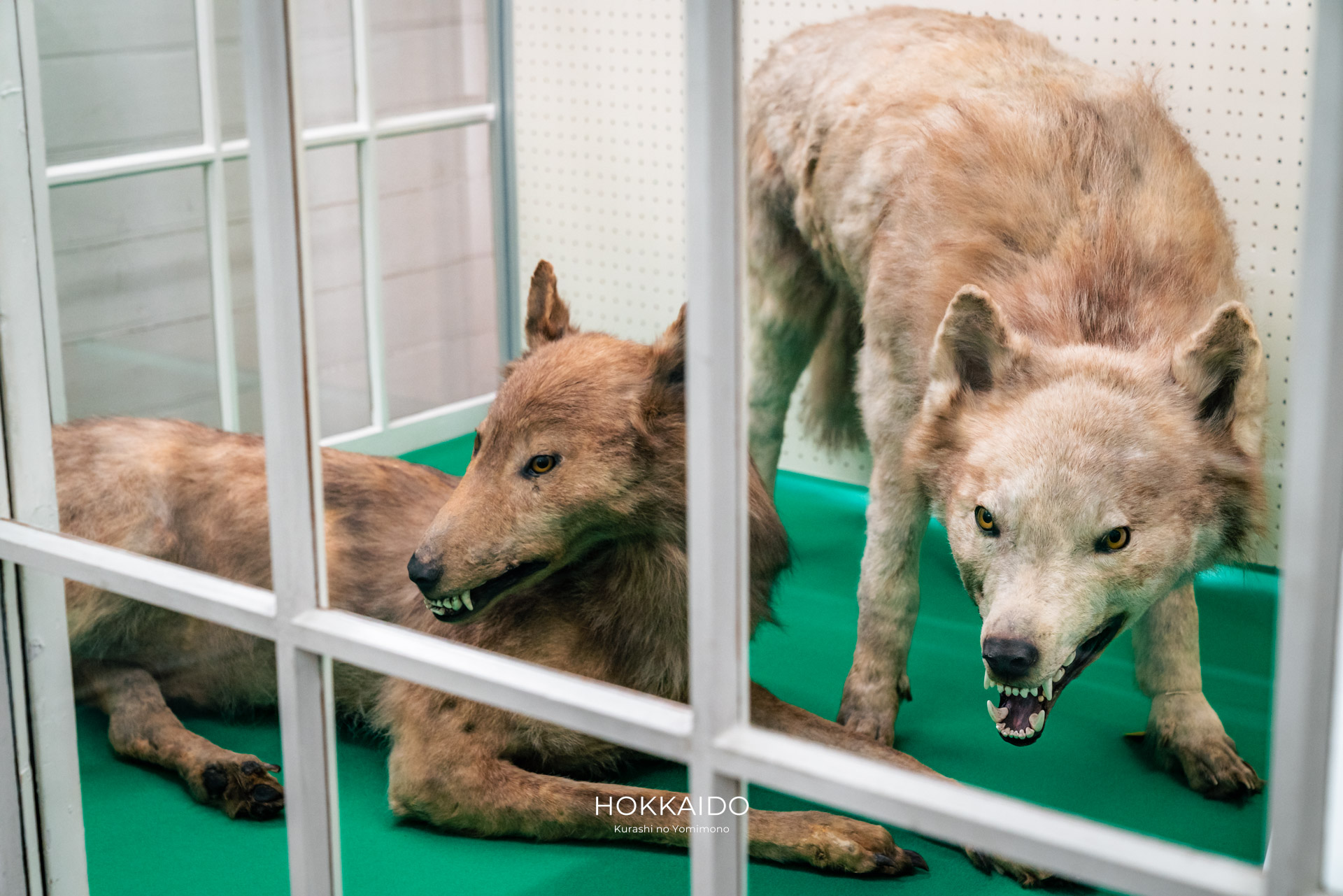 北海道大学植物園 Botanical garden of Hokkaido University 画像13