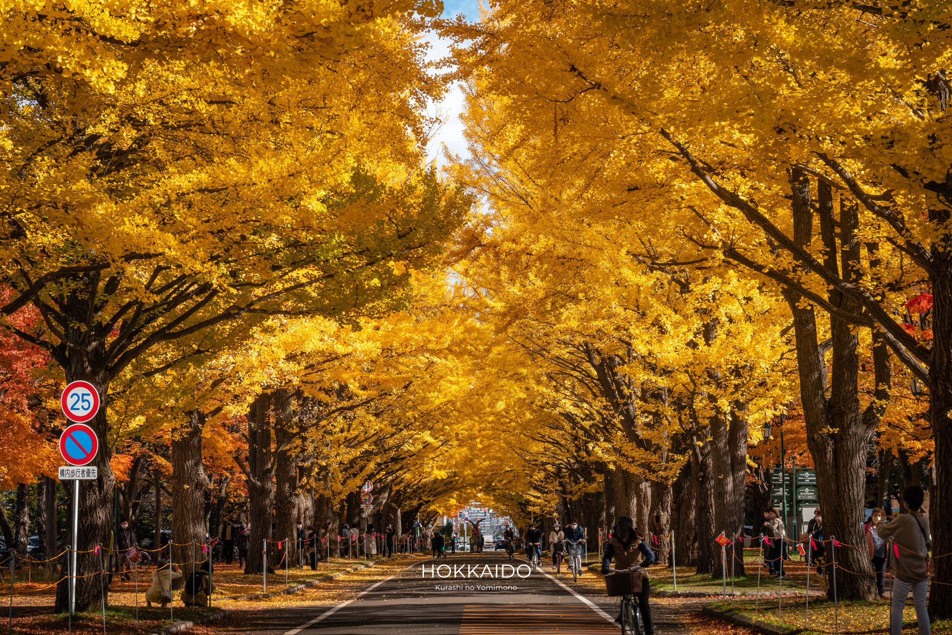 北海道大学イチョウ並木