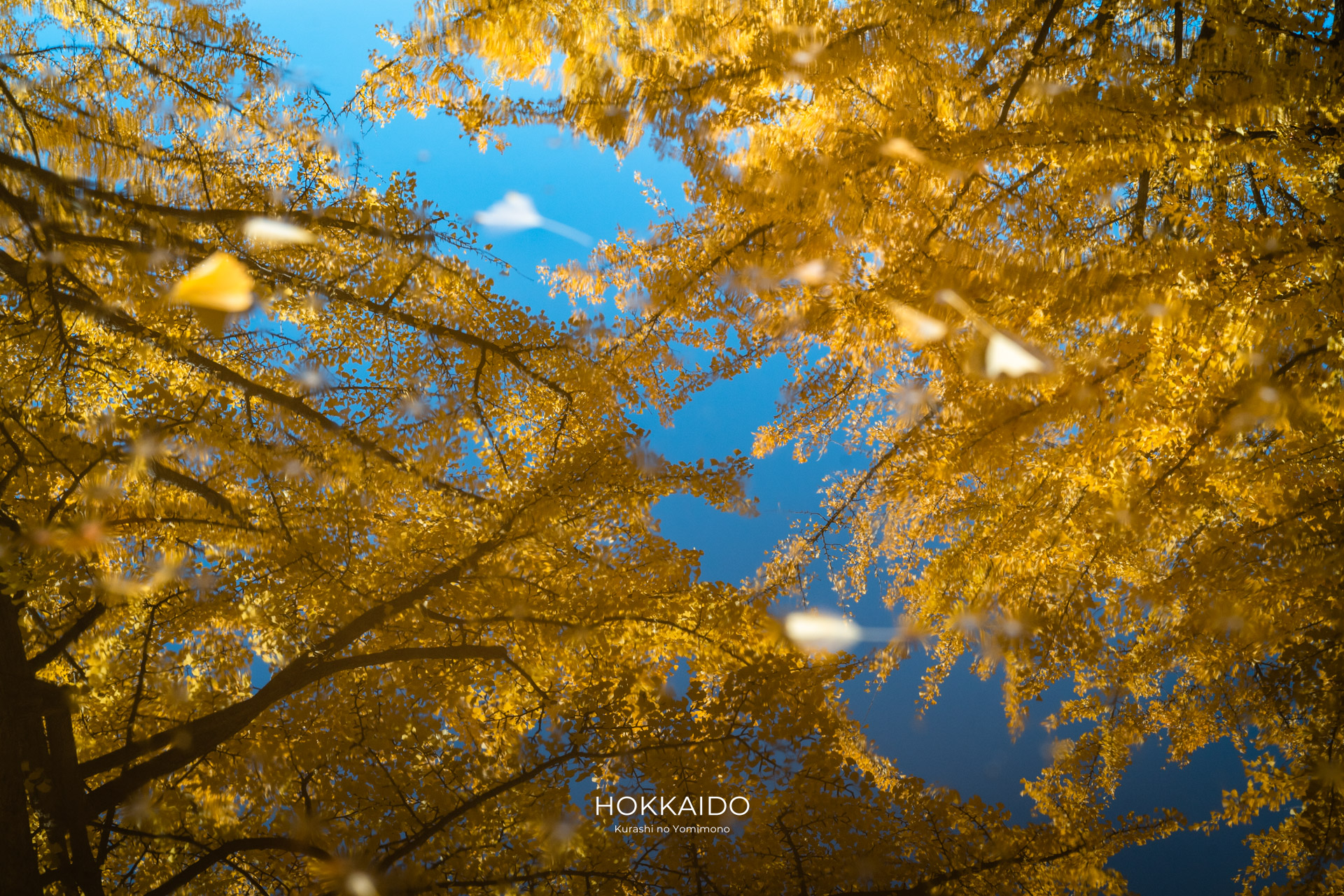 北海道大学イチョウ並木 Hokkaido University Gingko Avenue 画像2