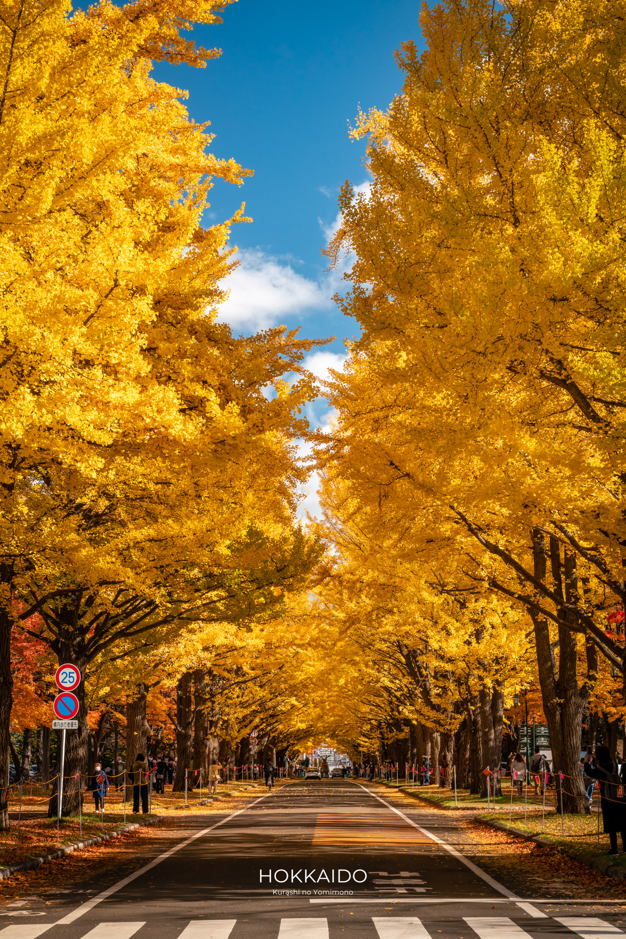 北海道大学イチョウ並木 Hokkaido University Gingko Avenue 画像3