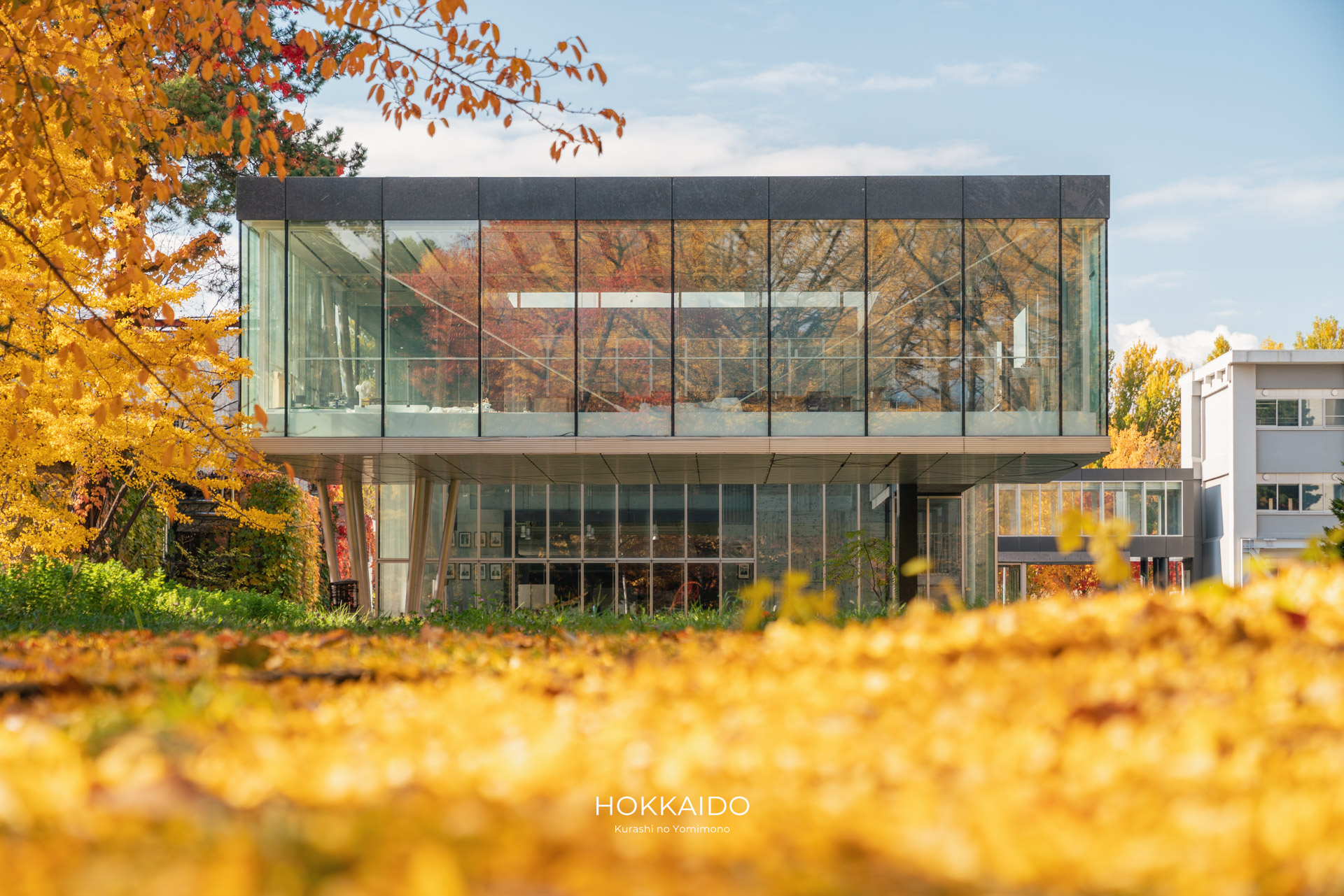 北海道大学イチョウ並木 Hokkaido University Gingko Avenue 画像4