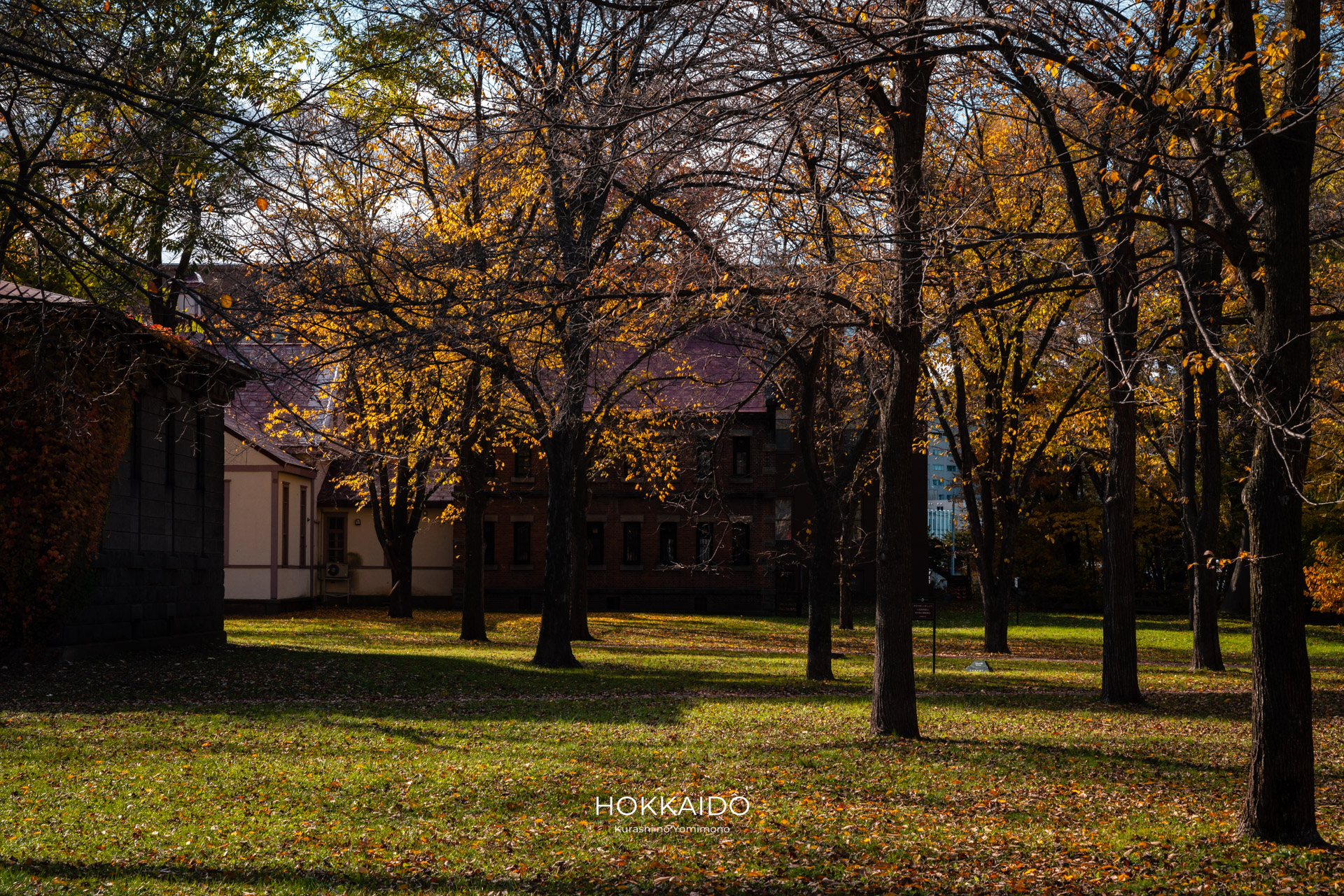 北海道大学イチョウ並木 Hokkaido University Gingko Avenue 画像5