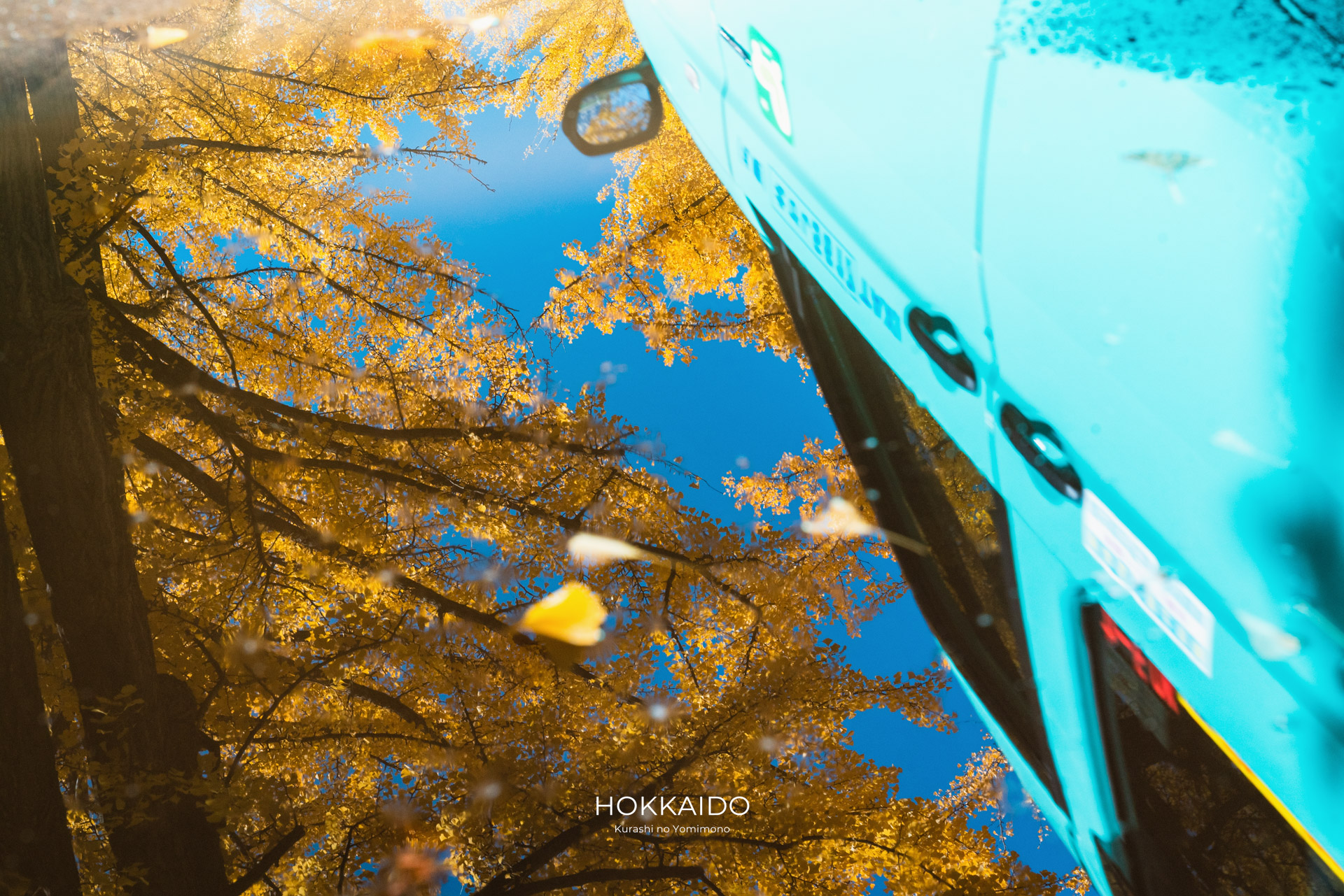 北海道大学イチョウ並木 Hokkaido University Gingko Avenue 画像6