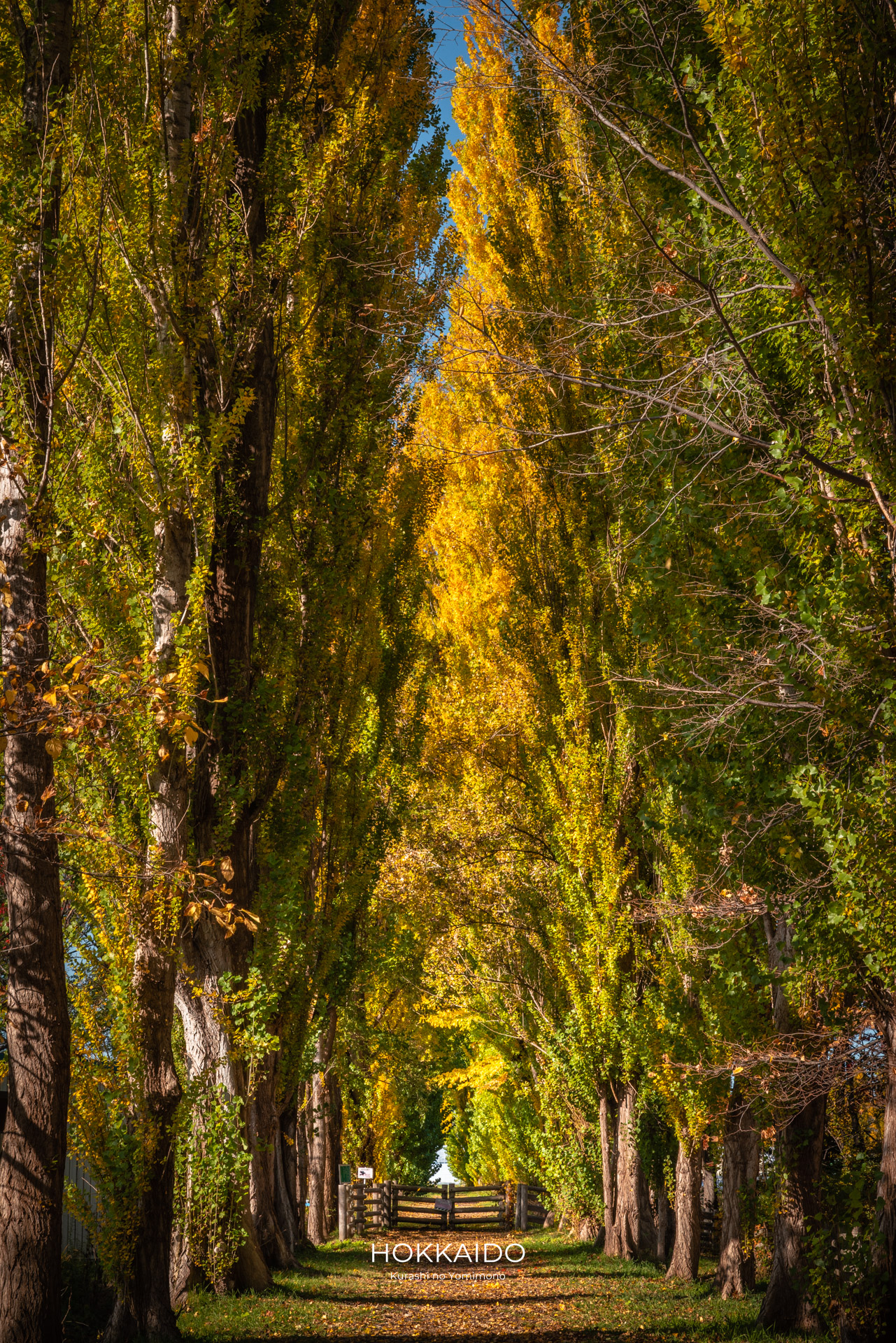 北海道大学ポプラ並木