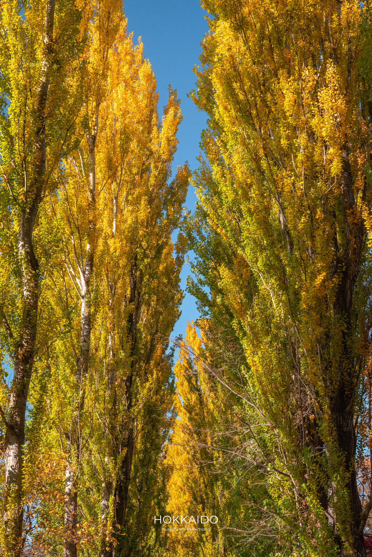 北海道大学ポプラ並木 Hokkaido University Poplar Avenue 画像2