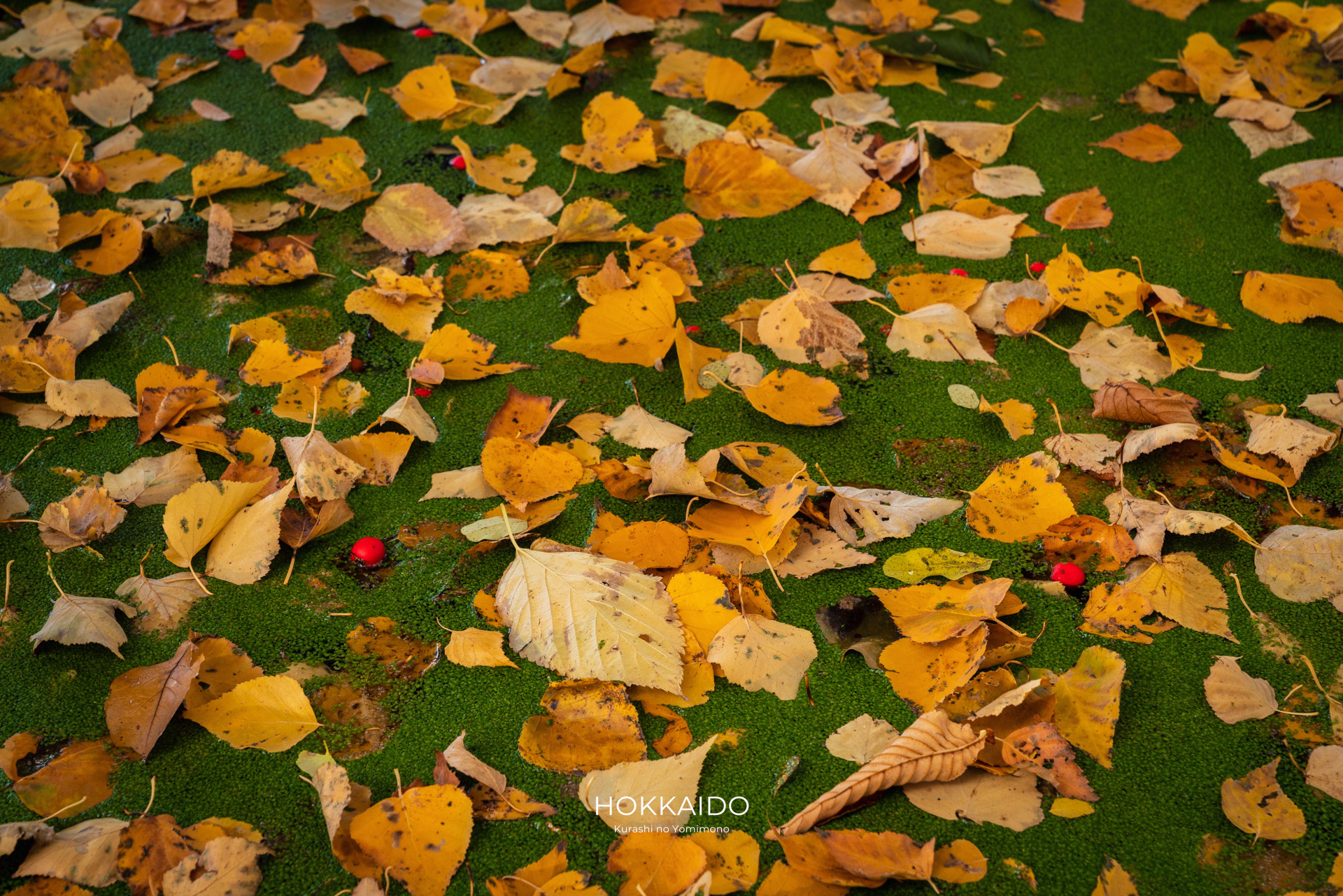 北海道大学ポプラ並木 Hokkaido University Poplar Avenue 画像3