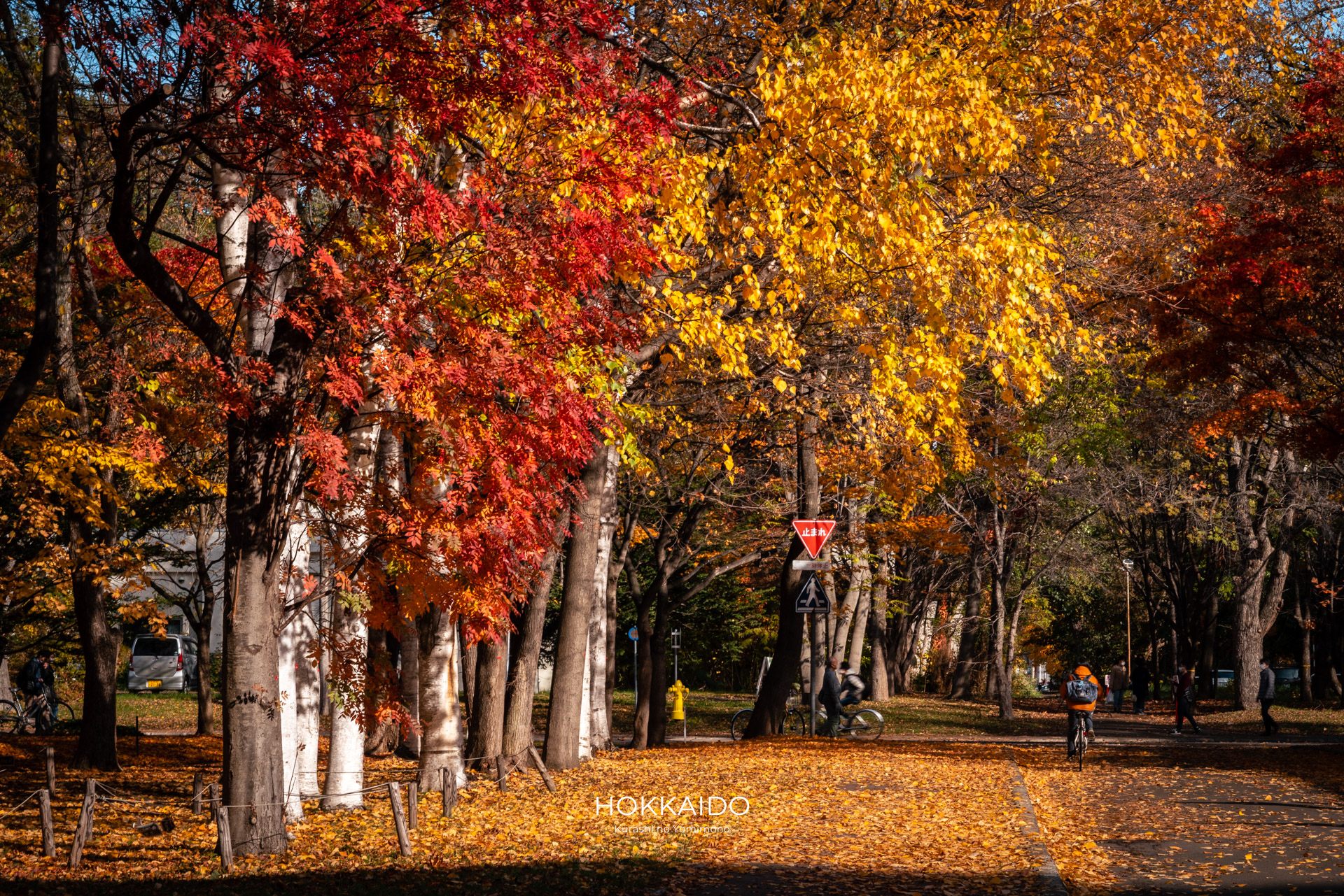 北海道大学ポプラ並木 Hokkaido University Poplar Avenue 画像5