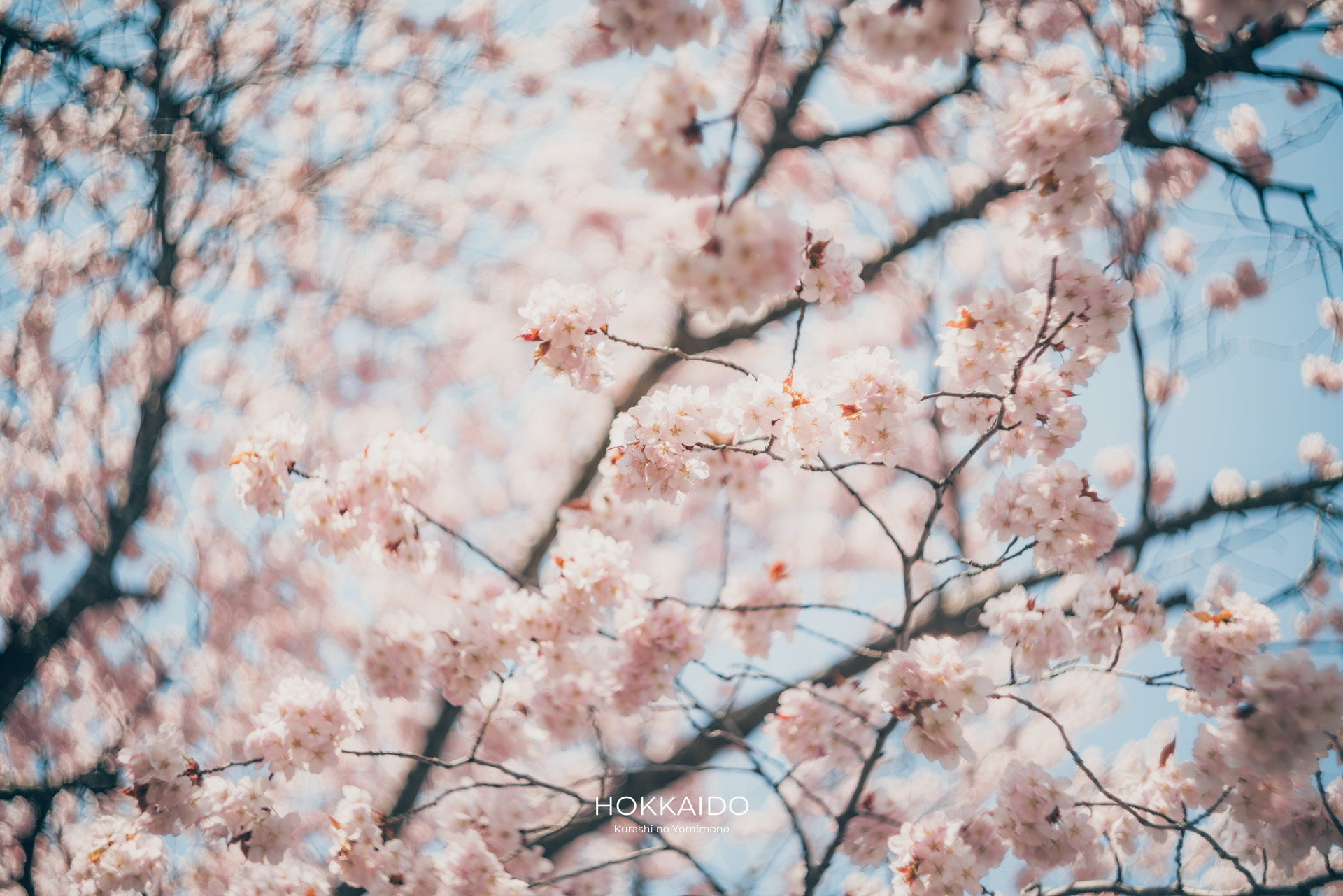 中島公園 Nakajima Park 画像3