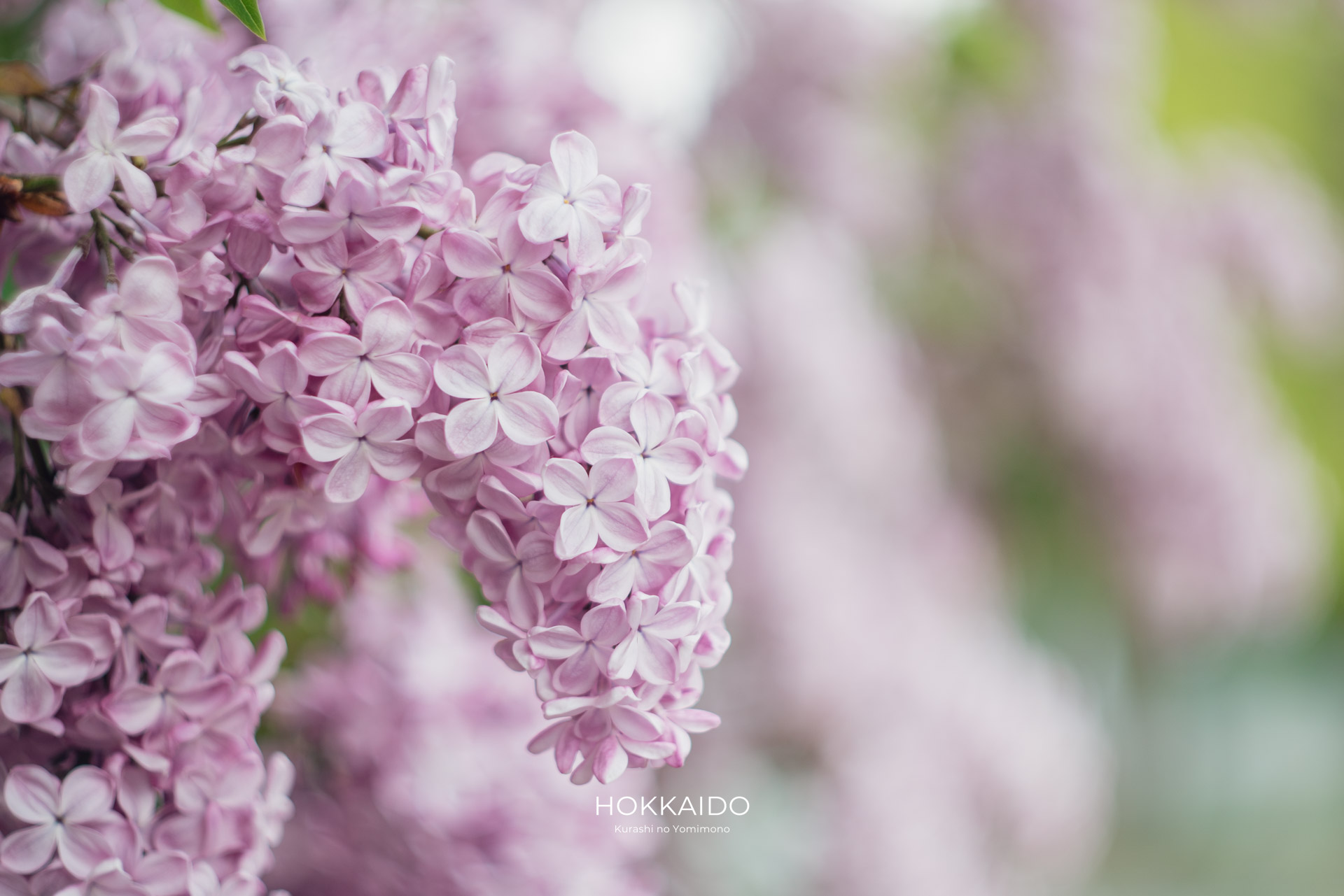 大通公園 Odori Park 画像3