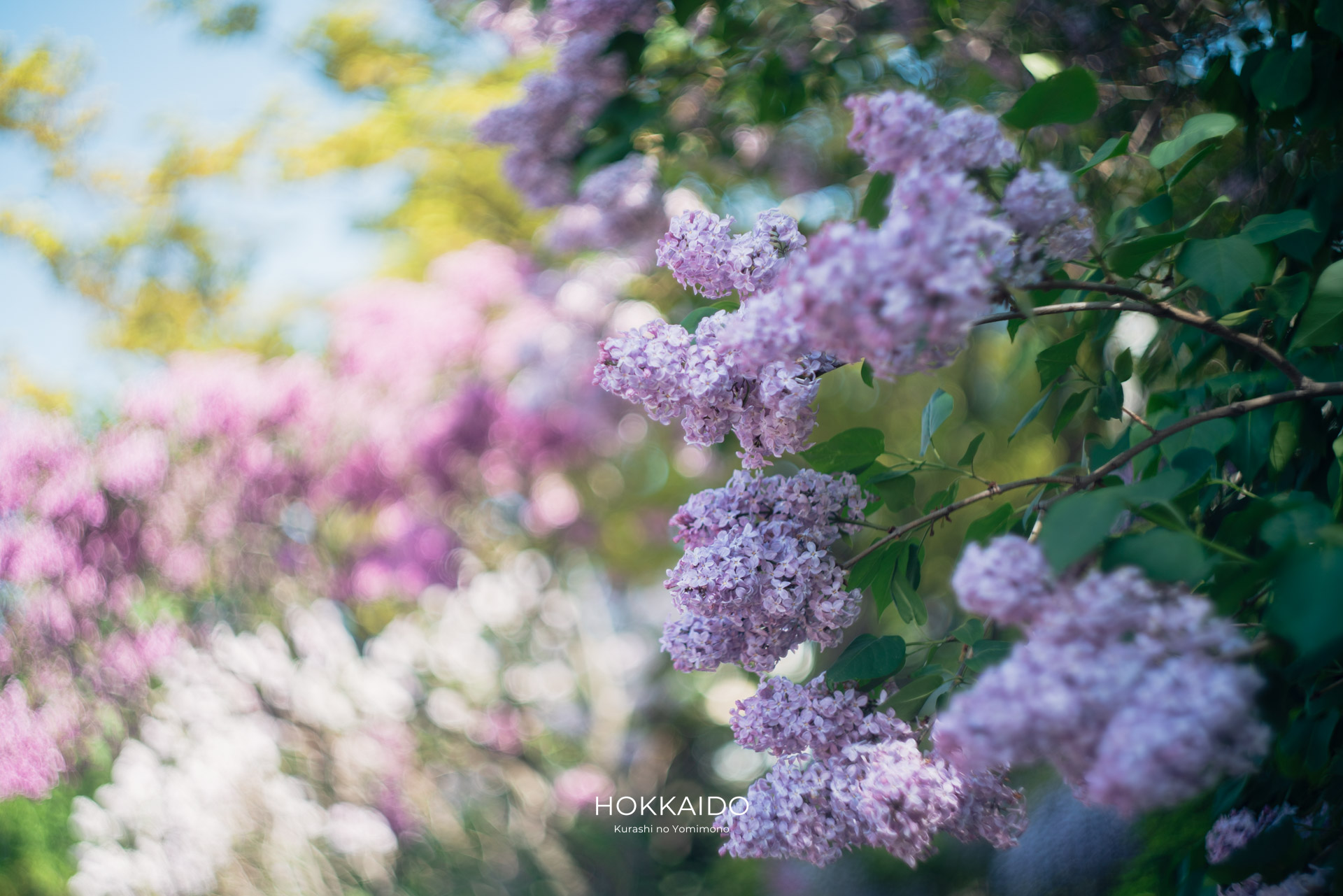 大通公園 Odori Park 画像4