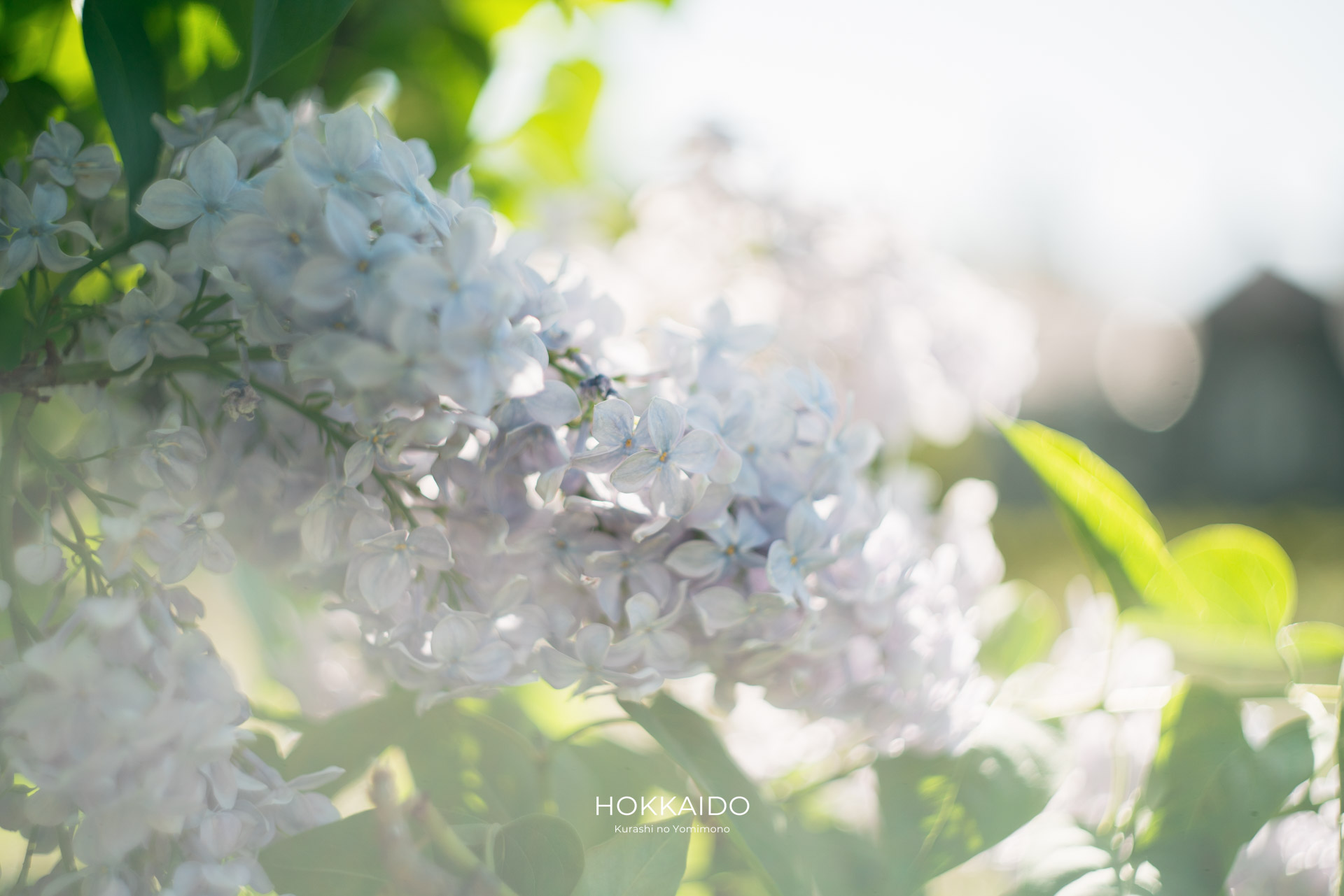 大通公園 Odori Park 画像5