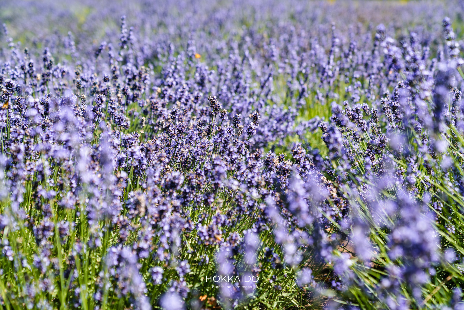 さっぽろ羊ヶ丘展望台 Hitsujigaoka Observation Hill 画像3