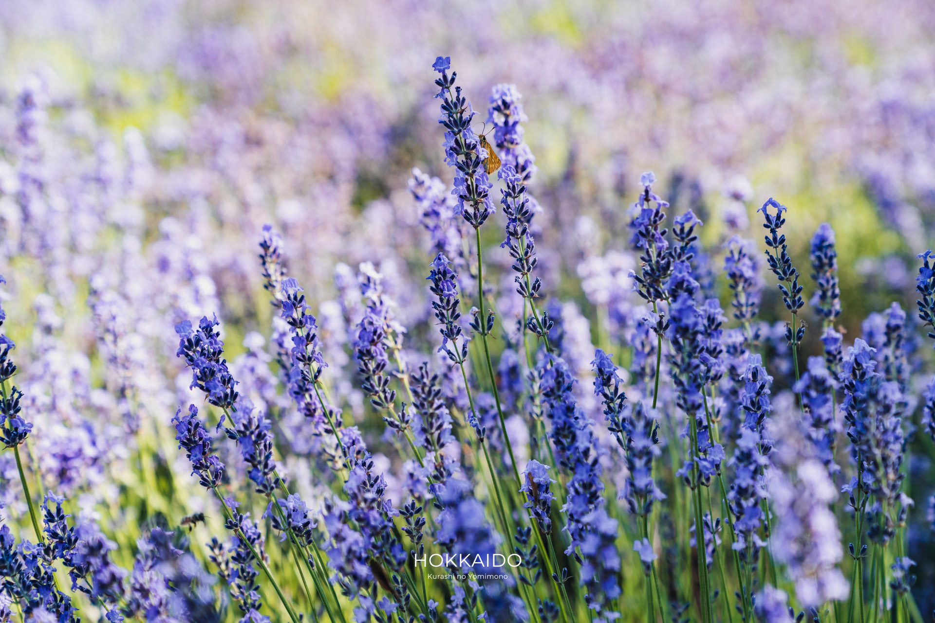 さっぽろ羊ヶ丘展望台 Hitsujigaoka Observation Hill 画像10