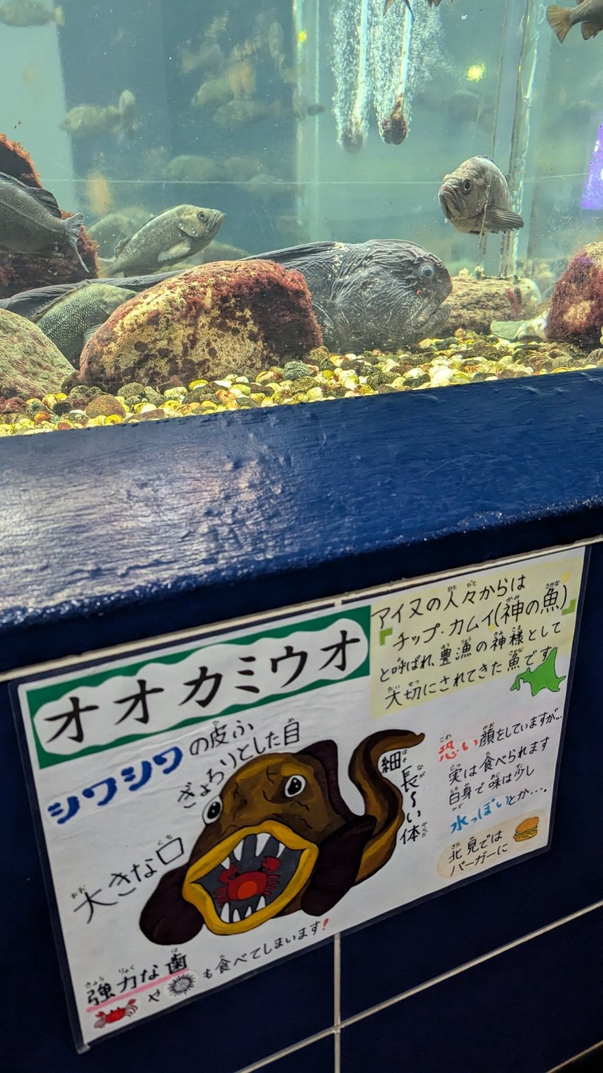 新さっぽろサンピアザ水族館 Sunpiazza Aquarium 画像3
