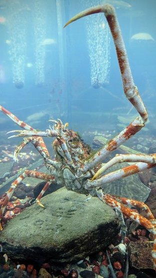 新さっぽろサンピアザ水族館 Sunpiazza Aquarium 画像6