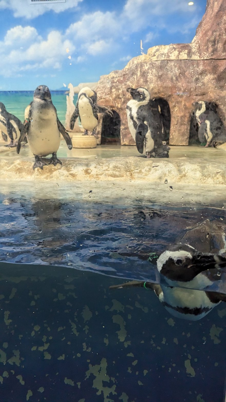 新さっぽろサンピアザ水族館 Sunpiazza Aquarium 画像7