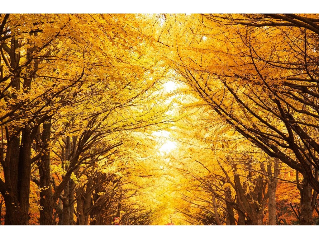 京王プレリアホテル札幌 Keio Prelia Hotel Sapporo 画像20